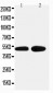 Anti-Alpha 2A Adrenergic Receptor Antibody