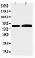 Anti-Cdc6 Antibody