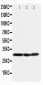 Anti-COMT Antibody