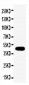 Anti-Connexin 45/GJA7 Antibody