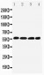 Anti-IRF5 Antibody