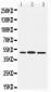 Anti-IRF8 Antibody