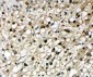 Anti-Selenium Binding Protein 1 Antibody