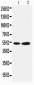 Anti-Selenium Binding Protein 1 Antibody