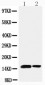 Anti-Sumo 1 Antibody