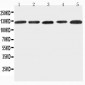 Anti-ITGA7 Antibody