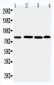 Anti-PROX1 Antibody