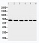 Anti-AIF Antibody