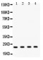 Anti-Securin Antibody