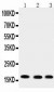 Anti-UBE2I/UBC9 Antibody