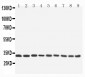 Anti-APG5L/ATG5 Antibody