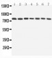 Anti-Apg7 Antibody