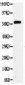 Anti-HNF1 Beta Antibody