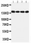 Anti-Mer Antibody