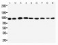 Anti-Plakophilin 2 Antibody