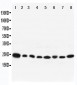 Anti-RAB8A Antibody