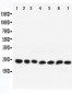 Anti-Rab9 Antibody