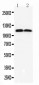 Anti-TMEM16A Antibody