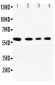 Anti-SynCAM Antibody