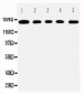 Anti-MUC1 Antibody