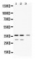 Anti-DDAH1 Picoband Antibody
