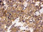 Anti-DDAH2 Picoband Antibody