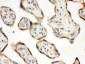 Anti-DDAH2 Picoband Antibody