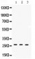Anti-DDAH2 Picoband Antibody
