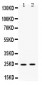 Anti-HMGB2 Picoband Antibody