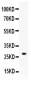 Anti-KLK8/Kallikrein-8 Picoband Antibody