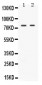 Anti-TAK1 Picoband Antibody