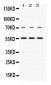 Anti-Visfatin Picoband Antibody