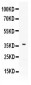 Anti-B7 DC Picoband Antibody