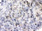 Anti-Perilipin 3 Picoband Antibody
