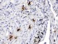 Anti-Mast Cell Tryptase Picoband Antibody