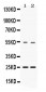 Anti-SYBL1 Picoband Antibody