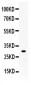 Anti-ZWINT Picoband Antibody