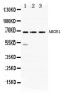 Anti-ABCE1 Picoband Antibody