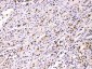 Anti-ATP citrate lyase Picoband Antibody