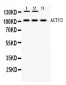 Anti-ACTN3 Picoband Antibody
