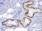 Anti-ACVR2A Picoband Antibody