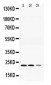 Anti-Adenylate Kinase 1 Picoband Antibody