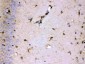Anti-ALDH7A1 Picoband Antibody