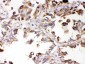 Anti-ALDH7A1 Picoband Antibody