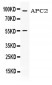 Anti-APC2 Picoband Antibody