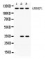 Anti-ARHGEF1 Picoband Antibody