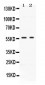 Anti-BMP15 Picoband Antibody