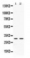 Anti-CA3 Picoband Antibody