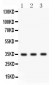 Anti-Cathepsin G Picoband Antibody