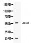 Anti-CYP3A4 Picoband Antibody
